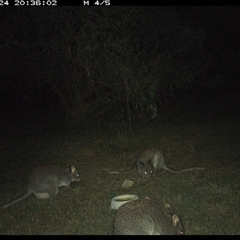 Aepyprymnus rufescens (Rufous Bettong) at Shannondale, NSW - 24 Sep 2024 by PEdwards
