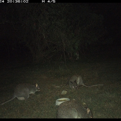 Aepyprymnus rufescens (Rufous Bettong) at Shannondale, NSW - 24 Sep 2024 by PEdwards