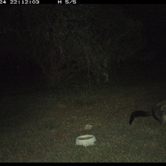 Trichosurus vulpecula (Common Brushtail Possum) at Shannondale, NSW - 24 Sep 2024 by PEdwards