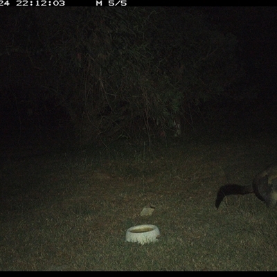 Trichosurus vulpecula (Common Brushtail Possum) at Shannondale, NSW - 24 Sep 2024 by PEdwards