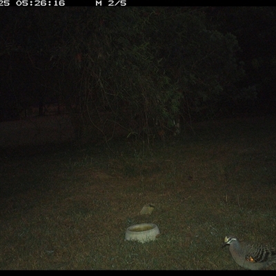 Phaps chalcoptera (Common Bronzewing) at Shannondale, NSW - 25 Sep 2024 by PEdwards