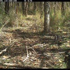Varanus varius (Lace Monitor) at Shannondale, NSW - 25 Oct 2024 by PEdwards
