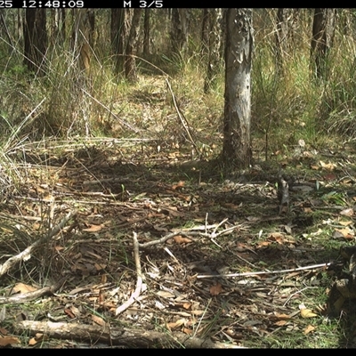 Varanus varius (Lace Monitor) at Shannondale, NSW - 25 Oct 2024 by PEdwards