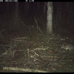 Perameles nasuta (Long-nosed Bandicoot) at Shannondale, NSW - 29 Oct 2024 by PEdwards