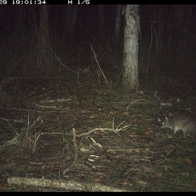 Perameles nasuta (Long-nosed Bandicoot) at Shannondale, NSW - 29 Oct 2024 by PEdwards