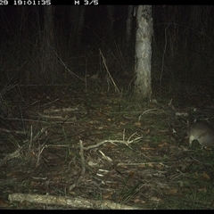 Perameles nasuta at Shannondale, NSW - 29 Oct 2024 07:01 PM