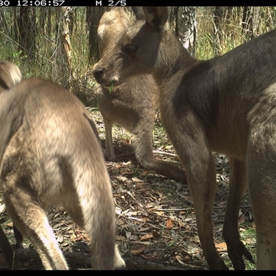 Macropus giganteus (Eastern Grey Kangaroo) at Shannondale, NSW - 30 Oct 2024 by PEdwards