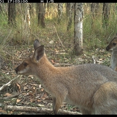 Notamacropus rufogriseus (Red-necked Wallaby) at Shannondale, NSW - 1 Nov 2024 by PEdwards