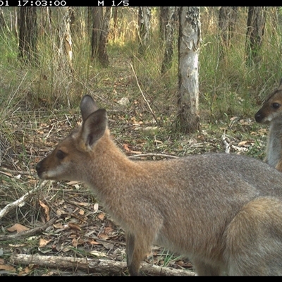 Notamacropus rufogriseus (Red-necked Wallaby) at Shannondale, NSW - 1 Nov 2024 by PEdwards