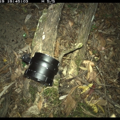Rattus fuscipes (Bush Rat) at Copmanhurst, NSW - 19 Oct 2024 by MazzV