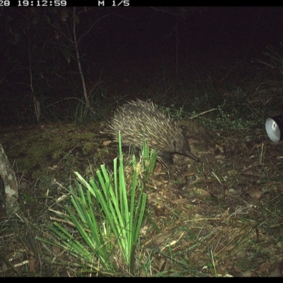 Tachyglossus aculeatus (Short-beaked Echidna) at Copmanhurst, NSW - 28 Oct 2024 by MazzV