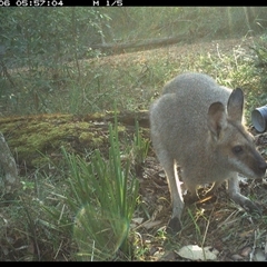 Notamacropus rufogriseus (Red-necked Wallaby) at Copmanhurst, NSW - 6 Nov 2024 by MazzV