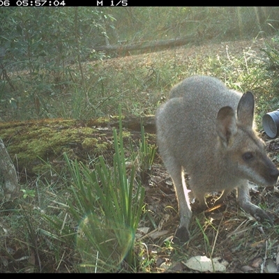 Notamacropus rufogriseus (Red-necked Wallaby) at Copmanhurst, NSW - 6 Nov 2024 by MazzV