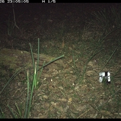 Rattus fuscipes (Bush Rat) at Copmanhurst, NSW - 26 Jan 2025 by MazzV