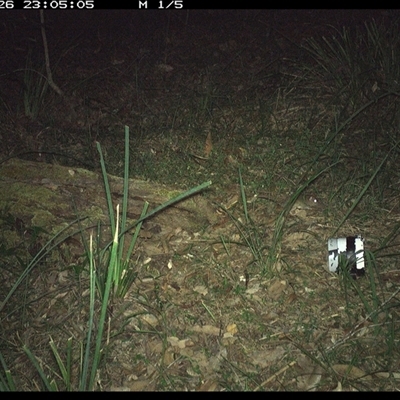 Rattus fuscipes (Bush Rat) at Copmanhurst, NSW - 26 Jan 2025 by MazzV