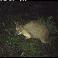 Wallabia bicolor (Swamp Wallaby) at Coombadjha, NSW - 14 Nov 2024 by MazzV