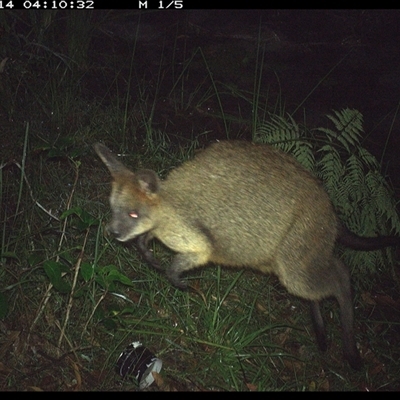 Wallabia bicolor (Swamp Wallaby) at Coombadjha, NSW - 14 Nov 2024 by MazzV
