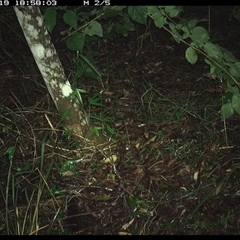 Isoodon macrourus (Northern Brown Bandicoot) at Copmanhurst, NSW - 19 Nov 2024 by MazzV