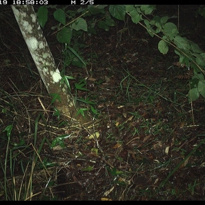 Isoodon macrourus (Northern Brown Bandicoot) at Copmanhurst, NSW - 19 Nov 2024 by MazzV