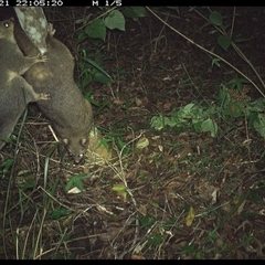 Trichosurus vulpecula (Common Brushtail Possum) at Copmanhurst, NSW - 21 Nov 2024 by MazzV