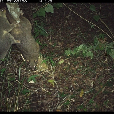 Trichosurus vulpecula (Common Brushtail Possum) at Copmanhurst, NSW - 21 Nov 2024 by MazzV