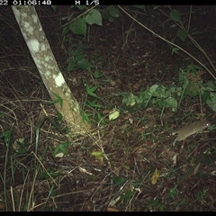 Rattus fuscipes (Bush Rat) at Copmanhurst, NSW - 22 Nov 2024 by MazzV