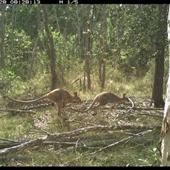 Notamacropus rufogriseus (Red-necked Wallaby) at Copmanhurst, NSW - 28 Nov 2024 by MazzV