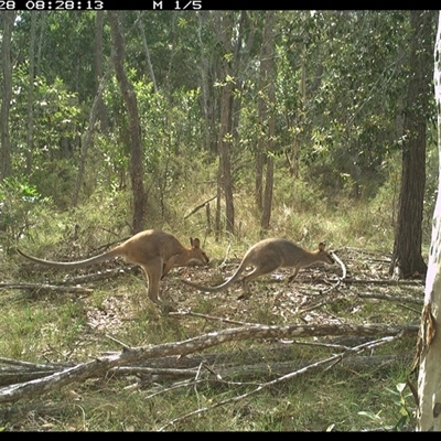 Notamacropus rufogriseus (Red-necked Wallaby) at Copmanhurst, NSW - 28 Nov 2024 by MazzV