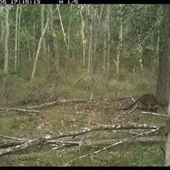Wallabia bicolor (Swamp Wallaby) at Copmanhurst, NSW - 5 Dec 2024 by MazzV