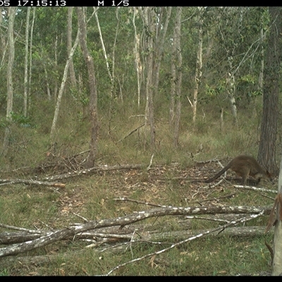 Wallabia bicolor (Swamp Wallaby) at Copmanhurst, NSW - 5 Dec 2024 by MazzV