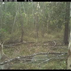 Macropus giganteus (Eastern Grey Kangaroo) at Copmanhurst, NSW - 28 Nov 2024 by MazzV