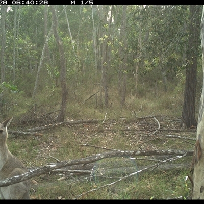 Macropus giganteus (Eastern Grey Kangaroo) at Copmanhurst, NSW - 28 Nov 2024 by MazzV