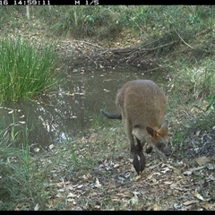 Wallabia bicolor (Swamp Wallaby) at Copmanhurst, NSW - 16 Dec 2024 by MazzV