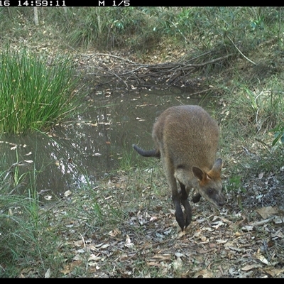 Wallabia bicolor (Swamp Wallaby) at Copmanhurst, NSW - 16 Dec 2024 by MazzV