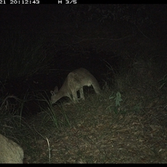 Macropus giganteus (Eastern Grey Kangaroo) at Copmanhurst, NSW - 21 Dec 2024 by MazzV