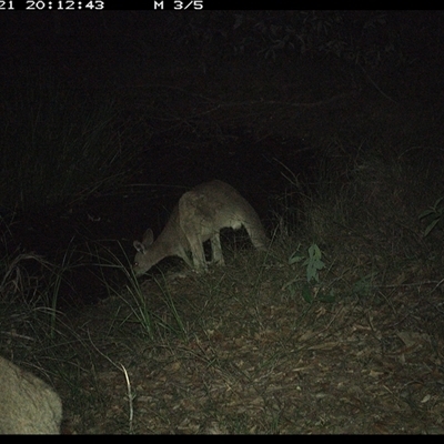 Macropus giganteus (Eastern Grey Kangaroo) at Copmanhurst, NSW - 21 Dec 2024 by MazzV