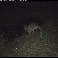 Macropus giganteus at Copmanhurst, NSW - suppressed