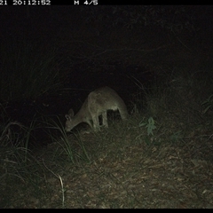 Macropus giganteus at Copmanhurst, NSW - suppressed