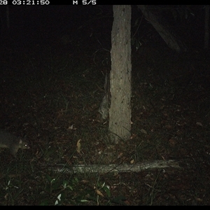 Trichosurus vulpecula (Common Brushtail Possum) at Copmanhurst, NSW - 28 Dec 2024 by MazzV