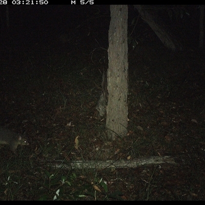 Trichosurus vulpecula (Common Brushtail Possum) at Copmanhurst, NSW - 28 Dec 2024 by MazzV