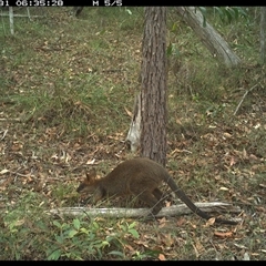 Wallabia bicolor (Swamp Wallaby) at Copmanhurst, NSW - 31 Dec 2024 by MazzV