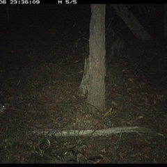 Perameles nasuta (Long-nosed Bandicoot) at Copmanhurst, NSW - 6 Jan 2025 by MazzV