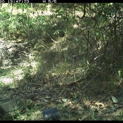 Varanus varius (Lace Monitor) at Copmanhurst, NSW - 30 Oct 2024 by MazzV