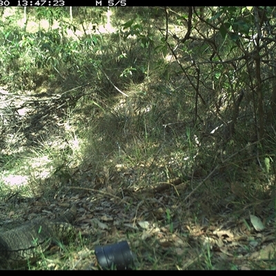 Varanus varius (Lace Monitor) at Copmanhurst, NSW - 30 Oct 2024 by MazzV