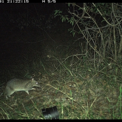 Perameles nasuta (Long-nosed Bandicoot) at Copmanhurst, NSW - 31 Oct 2024 by MazzV
