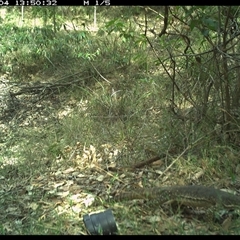 Varanus gouldii (Sand Goanna) at Copmanhurst, NSW - 4 Nov 2024 by MazzV
