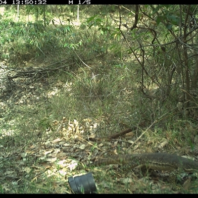 Varanus gouldii (Sand Goanna) at Copmanhurst, NSW - 4 Nov 2024 by MazzV