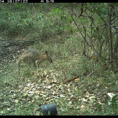 Notamacropus rufogriseus (Red-necked Wallaby) at Copmanhurst, NSW - 4 Nov 2024 by MazzV