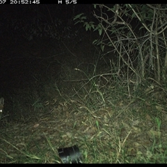 Vulpes vulpes (Red Fox) at Copmanhurst, NSW - 7 Nov 2024 by MazzV