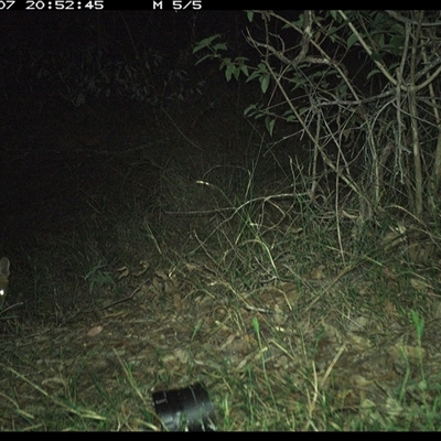 Vulpes vulpes (Red Fox) at Copmanhurst, NSW - 7 Nov 2024 by MazzV